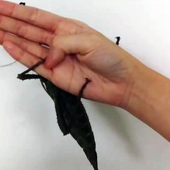 Two Giant Bugs