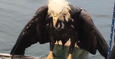 Fishing Crew Rescues One-Eyed Eagle Swimming Alongside Boat
