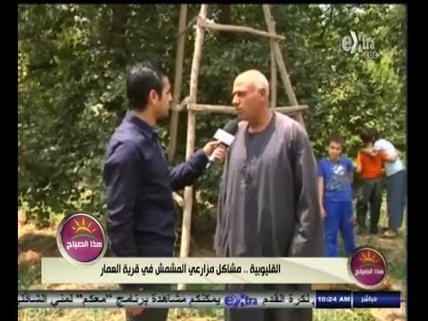 #هذا_الصباح | #القليوبية ٫٫ مشاكل مزارعي المشمش في قرية العمار