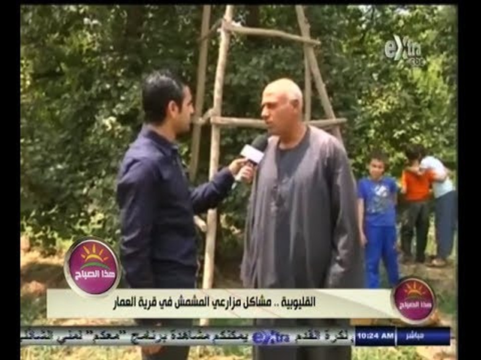 #هذا_الصباح | #القليوبية ٫٫ مشاكل مزارعي المشمش في قرية العمار