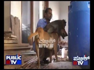 DOG & MONKEY FRIENDSHIP