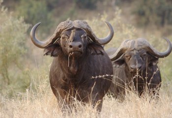 BUFALOS CAFRES PELIGROSOS - DOCUMENTALES 2017
