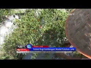 Harga cabai di Jember anjlok - NET12
