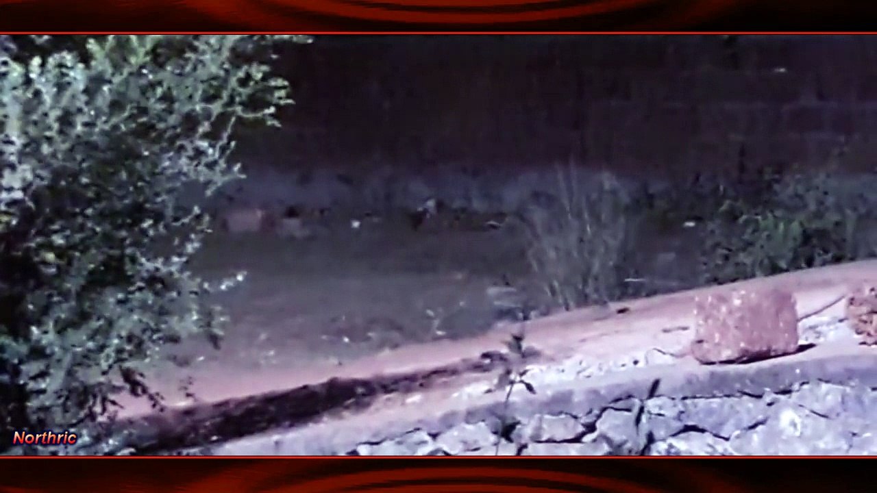 Northric Creepy Things#001