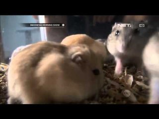 Ternak Hamster - IMS