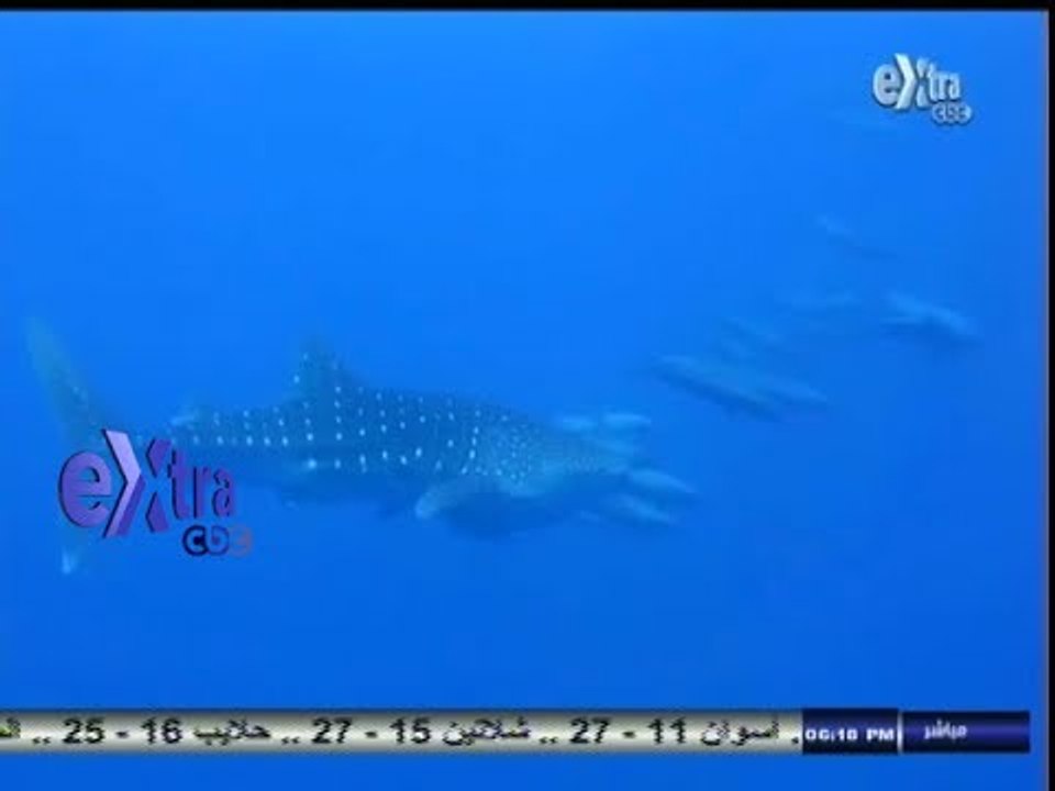 #غرفة_الأخبار | أخبار المحافظات | البحر الأحمر...