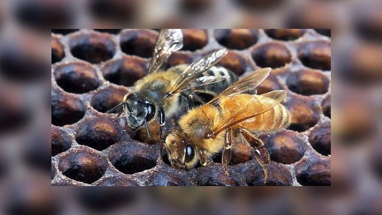 9 INSETOS PERIGOSOS QUE PODEM TE MATAR