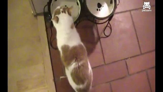 Funny Drinking Cat