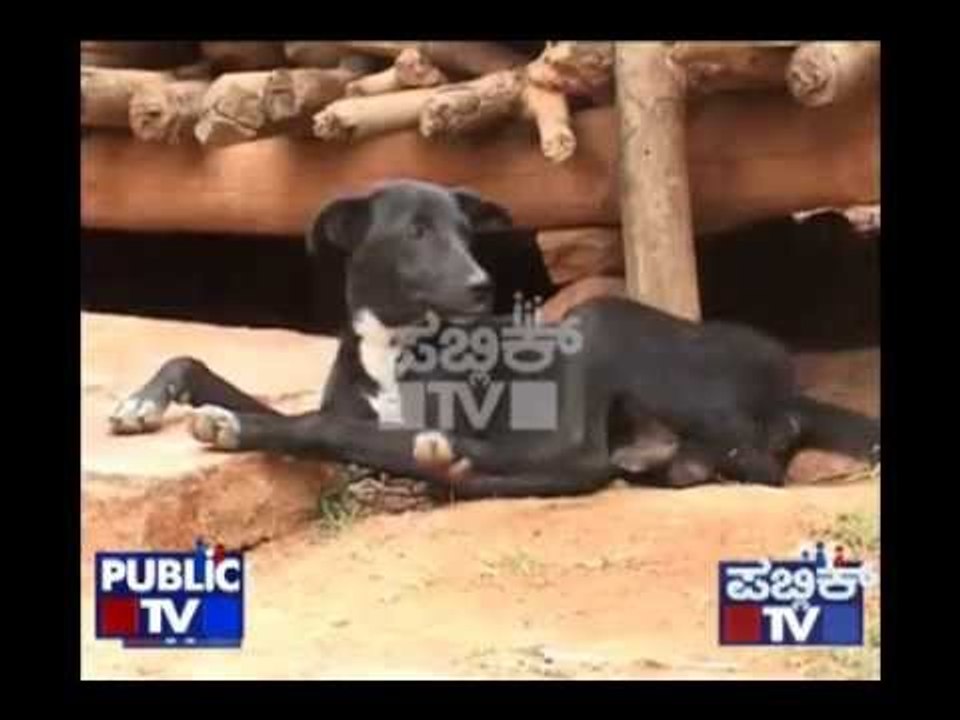 DOG EATING STONES IN TUMKUR