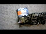 What Happens When Cats Do Product Unboxing Videos Linus Cat Tip #3