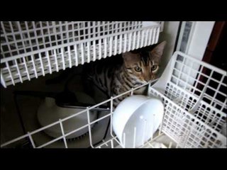 Cats Will Explore Anything Even Dishwashers! Linus Cat Tip #8