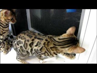 Cats Do Not Understand Window Screens Linus Cat Tips #10