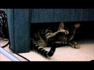 Rocket Chases a Ball Under the Chair Linus Cat Tips