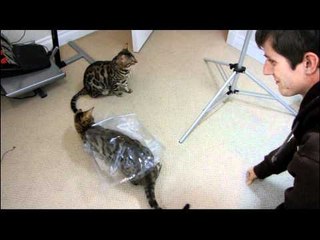 Rocket and Rumble Playing With a Plastic Wrapper Linus Cat Tips