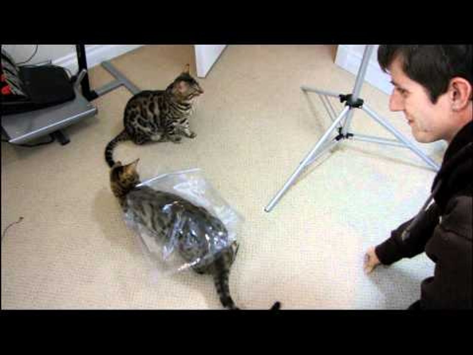 Rocket and Rumble Playing With a Plastic Wrapper Linus Cat Tips