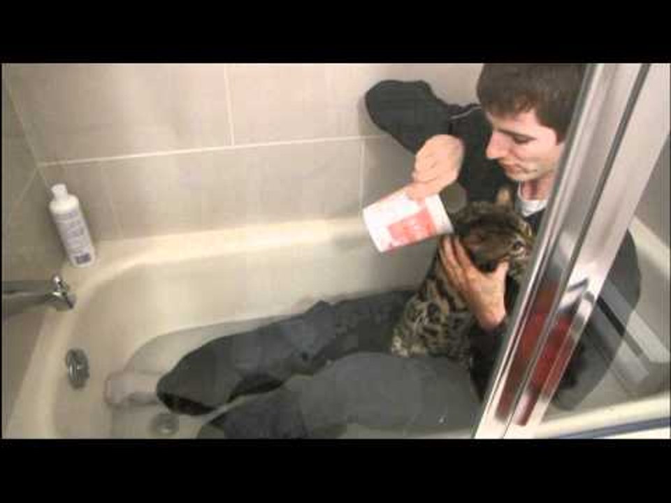 Bath Time!!! Linus Cat Tips #18