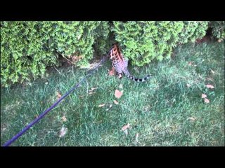 Taking Rocket and Rumble for a Walk Outside Linus Cat Tips #19