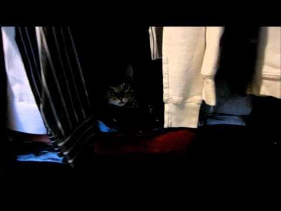 Rocket's New Hiding Place Linus Cat Tip #21