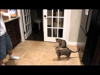 Rocket & Rumble Get to Experience Bubbles - They Get Confused Linus Cat Tips