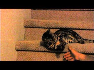 Me Fighting Rumble on the Stairs - He Loses Linus Cat Tips
