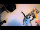 My Cat Rumble Attacking a Glow Stick Linus Cat Tips