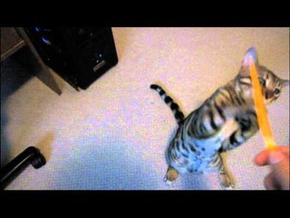 My Cat Rumble Attacking a Glow Stick Linus Cat Tips