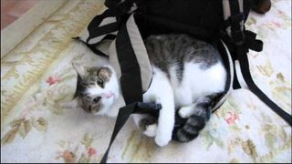 My Parents' Cat Spaz Fighting With a Backpack Linus Cat Tips
