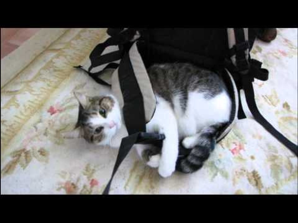 My Parents' Cat Spaz Fighting With a Backpack Linus Cat Tips
