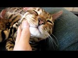 Rocket & Rumble Sleeping Bengal Cats Linus Cat Tips