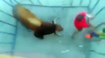 Bull Fights Gone Wrong Bull Fighting Bull Terrier