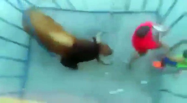 Bull Fights Gone Wrong Bull Fighting Bull Terrier