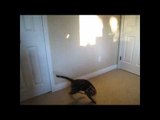 Rocket & Rumble Bengal Cats Chasing Shadow Puppets Linus Cat Tips