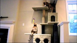 Bengal Cats Playing With a Random Styrofoam Ball Linus Cat Tips