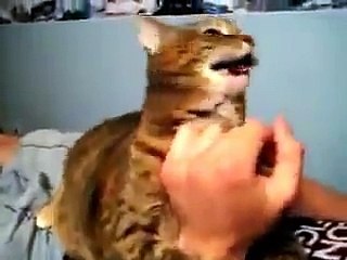 Cat Making Funny Noises