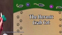 The Hermit Crab Cat Video A Cute and Funny Kitten Under the Laundry Basket