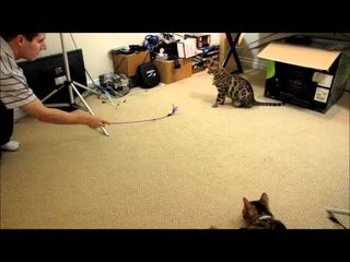 Speeding Fast Bengal Cats Racing After Their Teaser Rocket & Rumble Linus Cat Tips