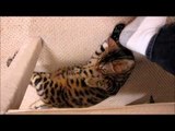 Bengal Cat Rumble Playing With Chair Leg Linus Cat Tips