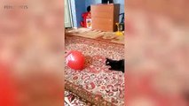 CATS VS BALLOONS (Part 2) ★ Cat Reaction to Balloons [Funny Pets]