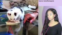 Cute Cats And Funny Kittens Videos Compilation 2016 - CAT compilation