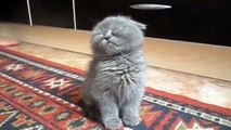 Funny Animal Compilaton - Best of Dog, Cat - Cute Animal - Animal Fails - Whats App