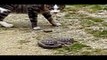 Funny Cats VS Snakes Compilation 2017  Best Funny Cat Videos Ever