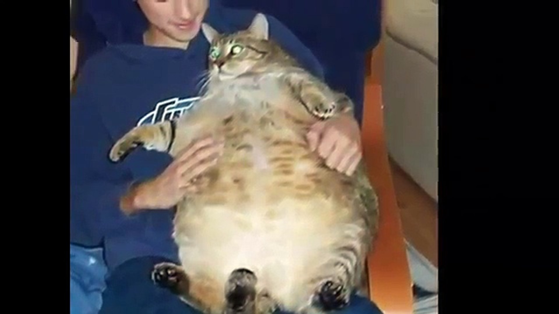 Толстого кота в мире. Кот химми 21 кг. Толстый кот. Самый толстый кот в мире. Толстая кошка.