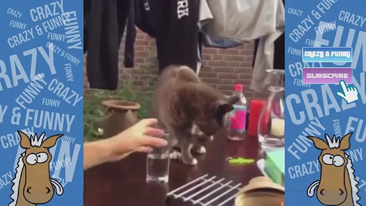 CATS & KITTENS FUNNIEST MOMENTS & FAILS 2017 FUNNY ANIMALS & PETS  FUNNY ANIMAL COMPILATION #4