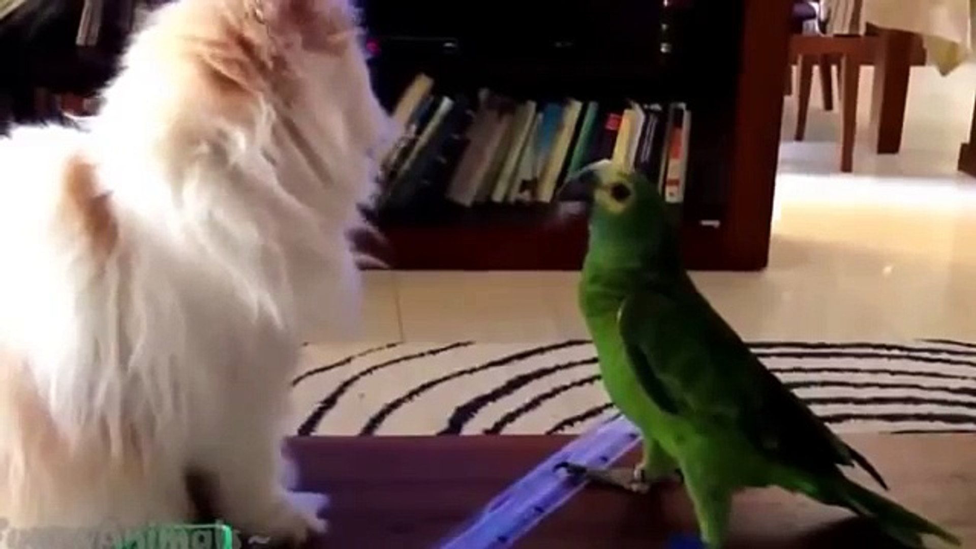 Pets & animals and their funniest moments   funny animal compilation