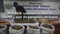 Malasia intercepta un alijo de marfil y piel de pangolín africanos