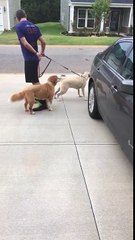 Knox and Jax holding downs as neighbor dogs come to say hi!