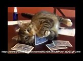 Funny Cats  Best Funny Cat Videos Ever   Funny Kitty Cat Vines Compilation №35