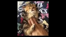 Funny Cats  Best Funny Cat Videos Ever   Funny Kitty Cat Vines Compilation №64