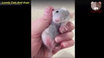 Rats are The Cutest Little Creatures EVER- Incredible Rat Videos 2017  Cute Rat Video Compilation