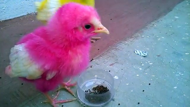 FUNNY CHICKEN VIDEOS CUTE CHICKENS EATING FOOD [NEW]